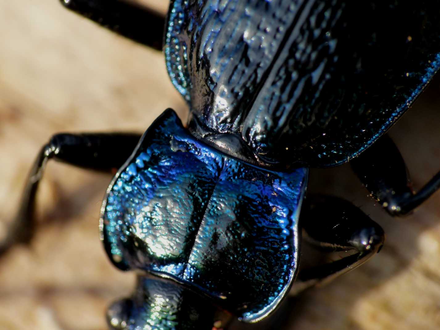 Carabus lefebvrei bayardi